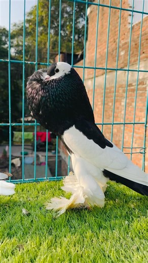 new 😍line powder || fancy pigeon 🕊️ farm Lucknow #pigeon #kabutar #shorts #short #shortvideo