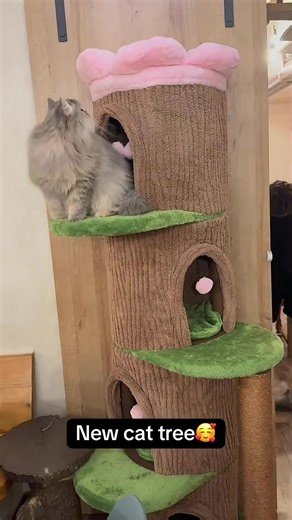 Exciting New Cat Tree for Playful Kittens