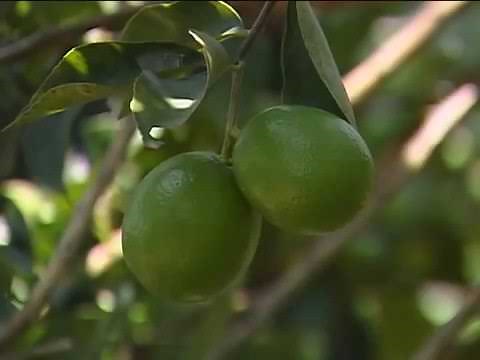 Características y propiedades del limón persa