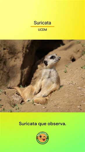 Suricata – Suricata que observa – #UCDM