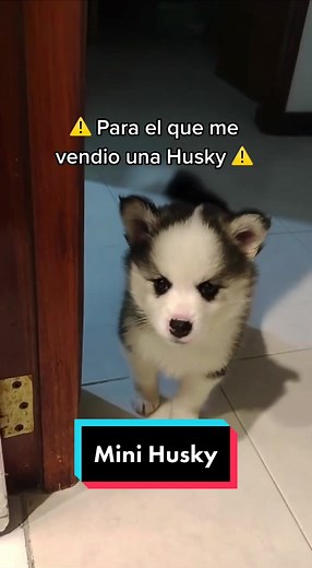 Una mini Husky🐺 #husky #mascotas #perro #perrostiktokers #comedia