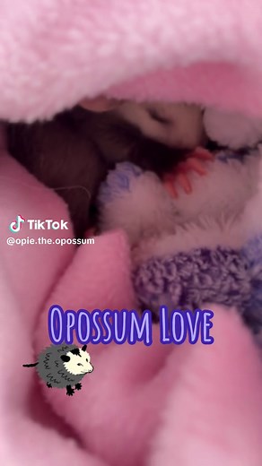 #opossumsoftiktok #opossum #opossumlove #opossums #exoticpets