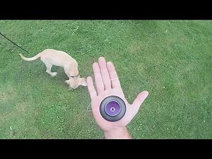 How to balance a spin top on your hand. Spin top trick tutorial.