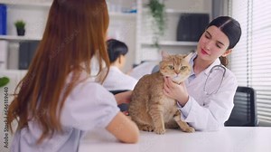 Asian veterinarian examine cat during appointment in veterinary clinic.