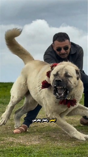 Kangal vs Caucasian Shepherd — Which One Is Stronger? 🐕🔥