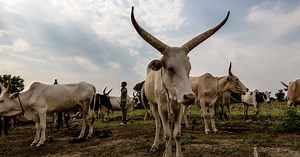 Protecting livestock from diseases in South Sudan