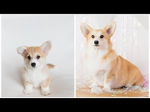 Corgi Puppy Timelapse | 8 Weeks to 1 Year | Photo a Day & Tribute