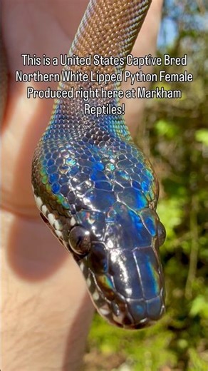 USCBB Northern White Lipped Python