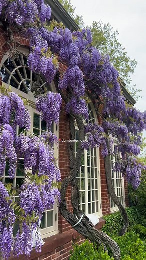 Exploring Dumbarton Oaks Estate Garden in Washington DC