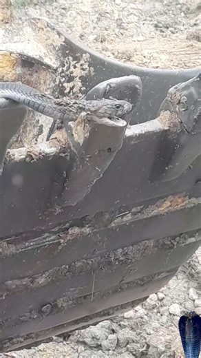 spitting cobra