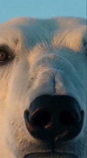 🐻‍❄️🌊 Polar Bear Swims Miles Through Freezing Arctic Waters for Food #wildlife #shorts