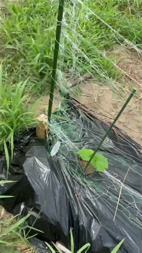 今日は秋🍂きゅうり🥒の植え付けをしました。😊