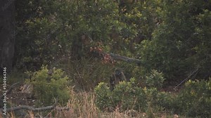Chacma baboon monkey sitting down on ground in african jungle bushes.