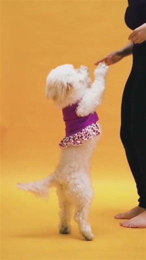 |ASMR| Cute puppy dancing #puppy #youtubeshorts #youtube
