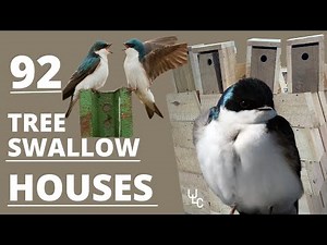 92 Tree Swallow houses new design less than $2 each house.