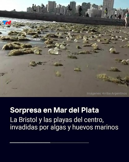 753K views · 6K reactions | La marea alta activó una invasión que causó alarma entre los turistas que veranean en las playas de Mar del Plata. "La Bristol" apareció tapizada de algas y huevos transparente que sorprendieron a los visitantes. Muchos no se querían esquivar las olas por temor a las "aguas vivas", pero los expertos aseguran que no hay ningún peligro. Las claves del fenómeno. | TN Todo Noticias | Facebook
