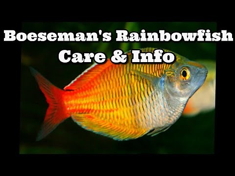 Boeseman's rainbowfish Care and Information - Boesemani rainbowfish