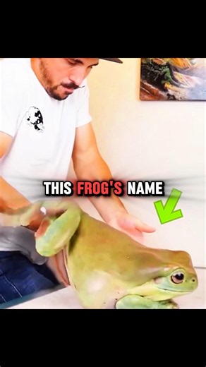 The Frog Turned Into a Celebrity😍 #shorts #animals #facts