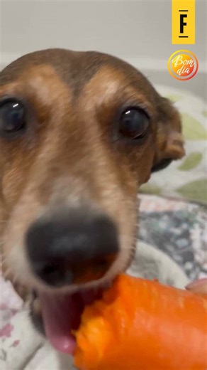 Folha de Pernambuco on Instagram: "☀BOM DIA☀ É influência saudável que você quer? 🐶🥕Toma aqui uma doguinha comendo cenoura de petisco! 🐕Firme nas mãos da tutora, Flanela Maria faz até malabarismos para conseguir comer seu petisco preferido. 📹: @talitapscosta | @myhoodbr"