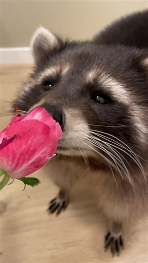 Adorable Rose from Rocket the Raccoon | Happy Valentines Day