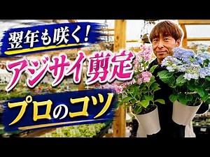 [Hydrangea] How to Get Them to Bloom Beautifully Next Year! Pruning and Care Tips [Hyponex] [Liqu...