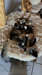 asmr cats avec les petits ministres 🫶😸. #chat #chaton #chatfou #catlover #chats #cats #asmr #asmrcat | Mr.Lucky le chat