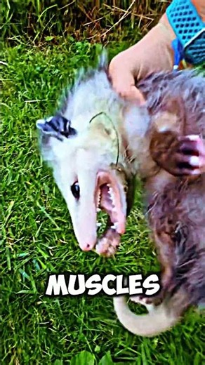 You Won’t Believe This Possum Survival Trick! 😱 | Amazing Possum Facts #shorts