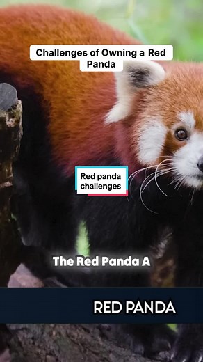 Did you know that owning a red panda as a pet can have serious consequences for these endangered creatures? The high demand for red pandas in the exotic pet trade is leading to their capture from the wild, jeopardizing their already vulnerable population. Unlike domesticated animals, red pandas are wild beings with specific needs that are difficult to meet in captivity. Let's raise awareness and protect these unique animals. #EndangeredSpecies #RedPanda #ExoticPets #WildlifeConservation 🐾🌿 #