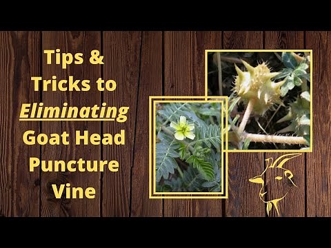 #196 Tips and Tricks to ELIMINATING Goat Head Puncture vine