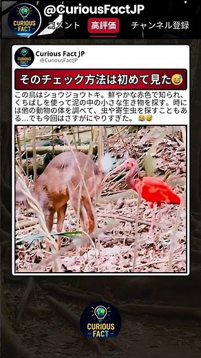 この赤い鳥、距離感バグってる😅
