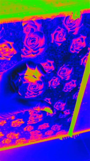 ✨ Hands Speak More Than Words 💖 | Cute Hand Dance #shorts