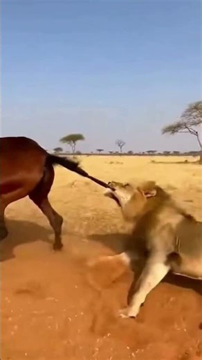 Tail Grab Fails, Flying Kick Wins🐎💥🦁Caballo derrota al león.