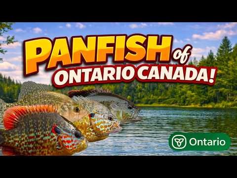 How To Identify All Panfish Species in Ontario Canada