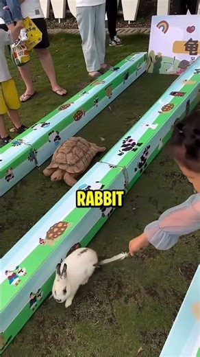 Real Life Rabbit VS Turtle Race!