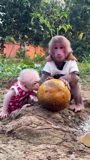 Baby monkeys Bibi and Lala play in the water puddle while Dad watches. | Family BiBi
