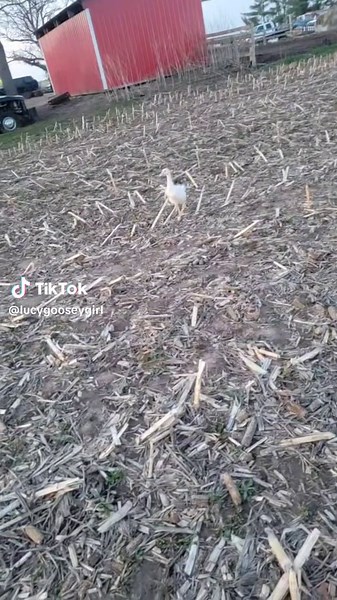 Back when Lucy was fluffy baby and she thought I was life!!! #fyp