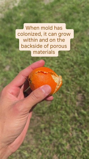 Throwing away porous items with mold growth (see description)