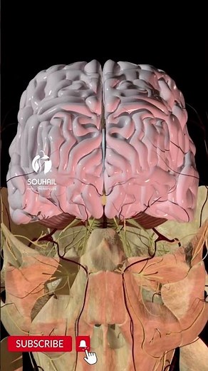 How Does a Concussion Affect Your Brain