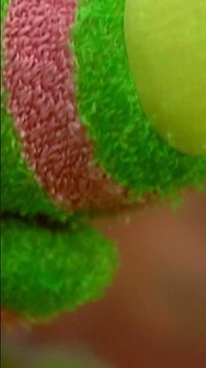 Pom gets the Fimbling Feeling #thefimbles #fimblingfeeling #pomthefimbles #fimbles