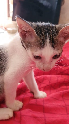 Cat angry face close-up 😾🍗 #cat #funnycat #子ネコ #cute #kitten