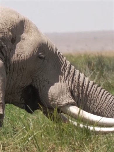 Kenyan police arrested four suspects in connection with an investigation into the deaths of 18 elephants in the Amboseli ecosystem. Authorities also recovered assorted substances, including chemicals believed to be linked to the case. Jefferson Kahinju reports from the Amboseli National Park #kenya #cyanidepoisoning #elephants #investigation #wildlife
