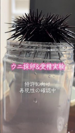 ウニの採卵＆受精実験