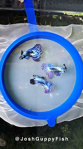 Happiness is watching my three Dumbo Platinum Purple/Blue boys glide through the water, knowing their beauty wakes me better than any alarm ever could. #Aquarium #Guppy | Joshguppyfish 喬的孔雀魚