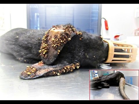 Puppy covered in thousands of ticks and with embeded wire on her tail makes an amazing recovery