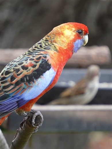 Rosellas in Slow Motion | Stunning Australian Parrots in 4K