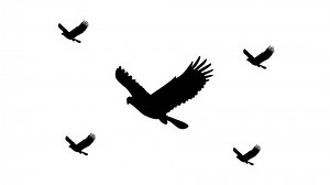 Zoom Out Animation Eagle Symbol Large Stock Footage Video (100% Royalty-free) 1068289724 | Shutterstock