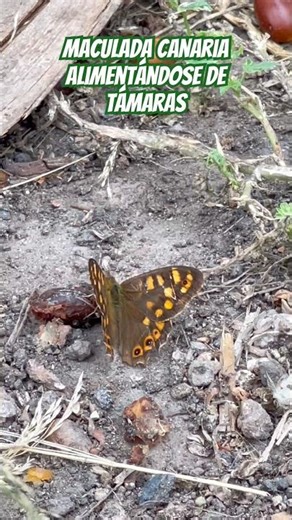 A la Rica Támara #butterfly #maculada #canarias