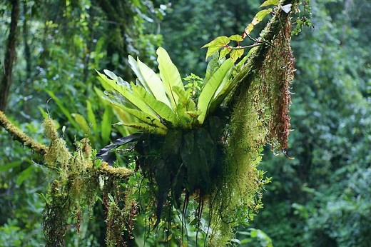 Comment cultiver et entretenir La fougère nid d’oiseau ou asplenium ?