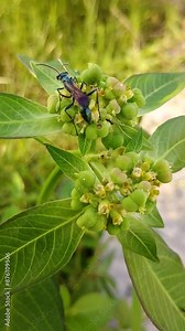 Chlorion is a genus of Hymenoptera of the Wesergton Sphecidae family of wasps.