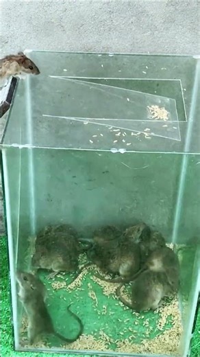 Best cage trap idea for catching mice alive #mousetrap #diy #mouse #animals #pets #rat